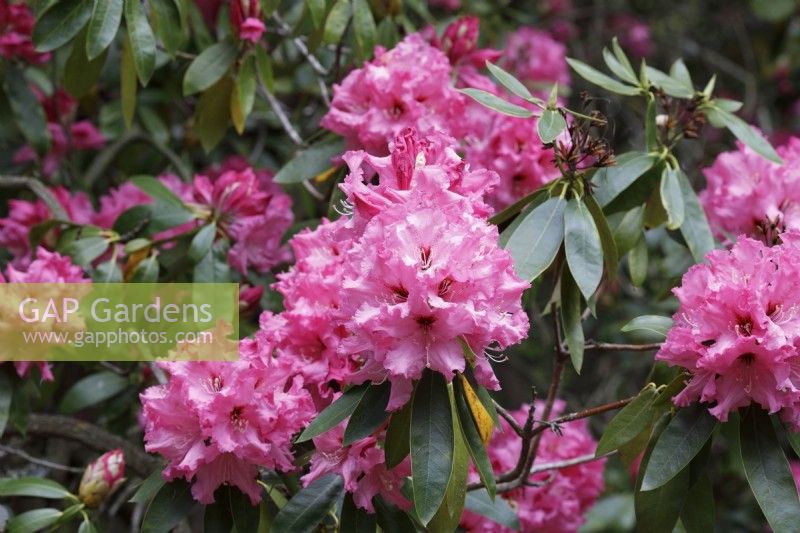 Rhododendron Norman Shaw Group 