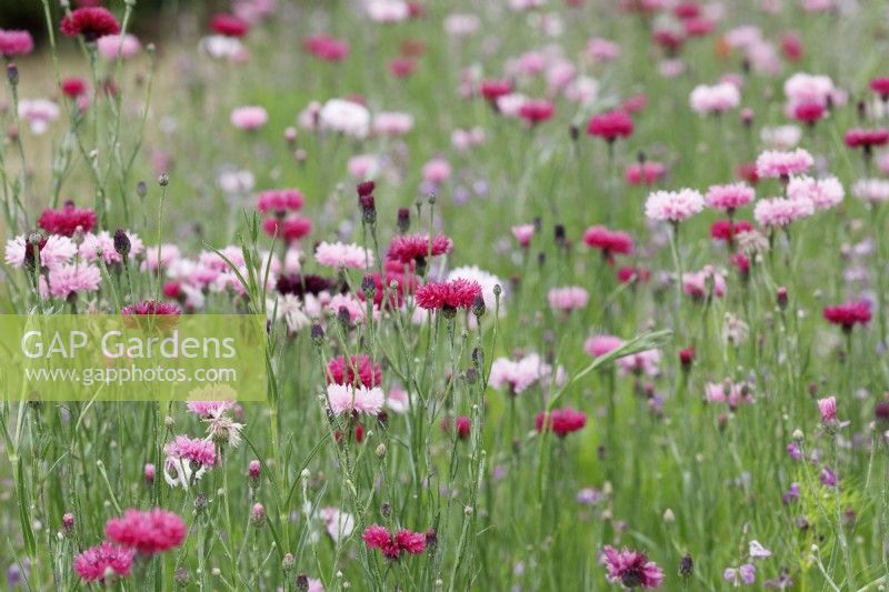 Centaurea cyanus - Pink Cornflowers