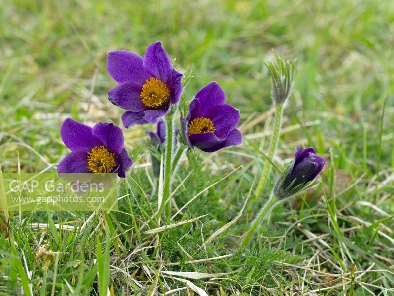Pulsatilla ambigua - Pasqueflower  April Spring