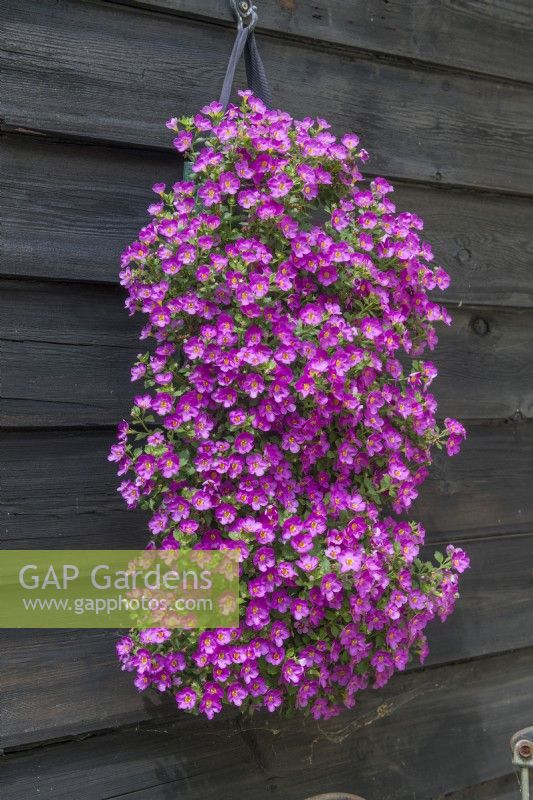Bright pink bacopa growing in a hanging flower bag or pouch attached to a weather boarded garden shed. June.