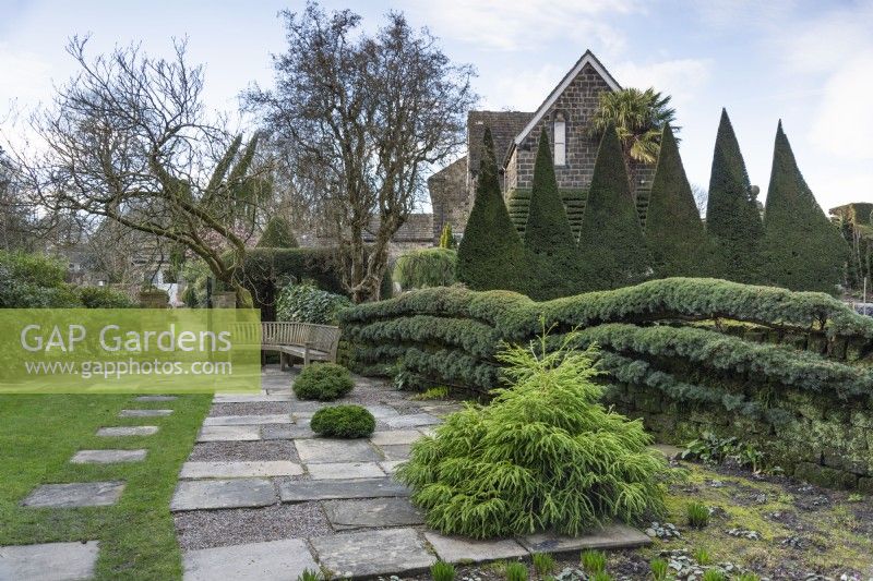 Paved area with conifers including a trained blue cedar, Cedrus atlantica Glauca Group, at York Gate Garden in February