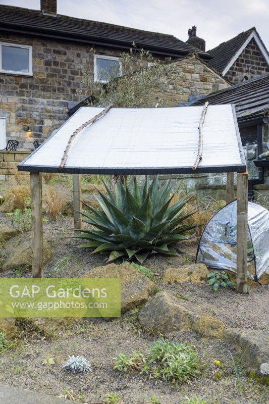 Agave under winter protection in the Sunken Garden at York Gate in February