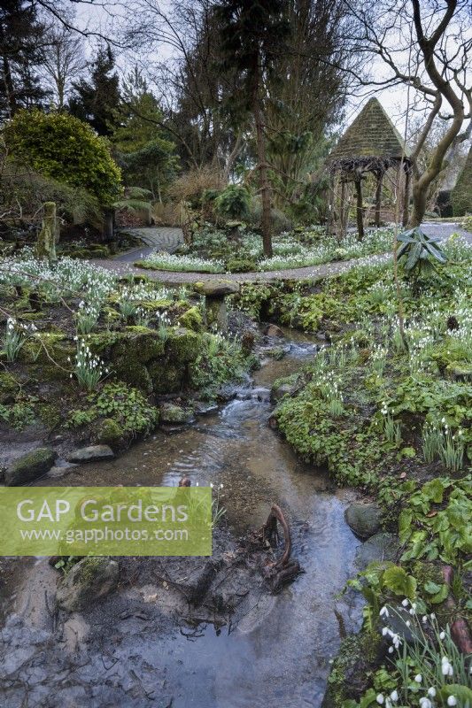 The Dell full of snowdrops at York Gate Garden in February