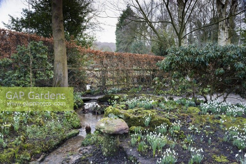 The Dell full of snowdrops at York Gate Garden in February