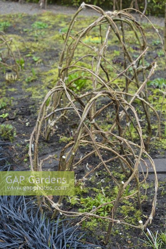 Hazel supports for herbaceous perennials at York Gate Garden in February