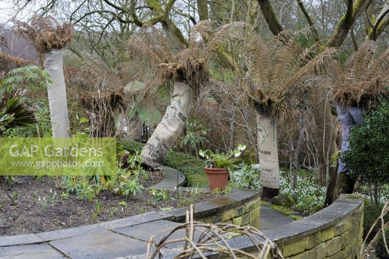 Tree ferns wrapped with coffee sacks as winter protection at York Gate Garden in February