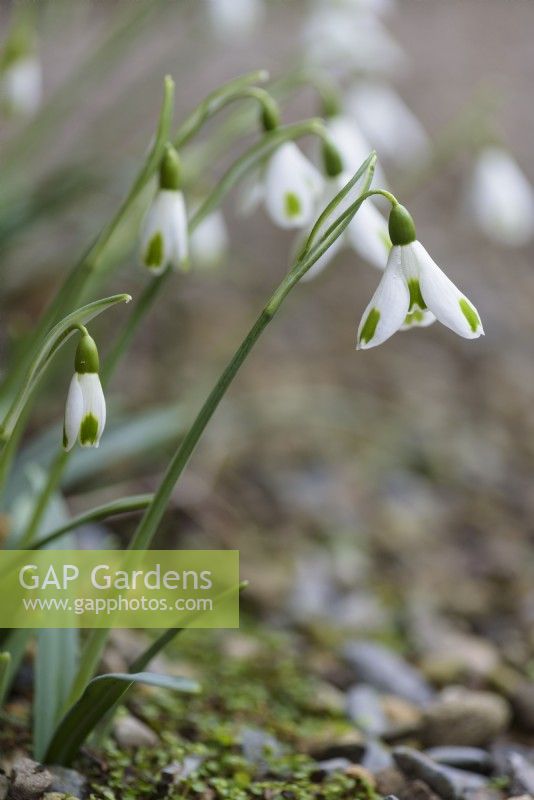 Galanthus 'Trumps' in February