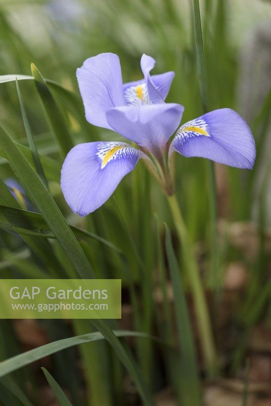 Iris unguicularis in February