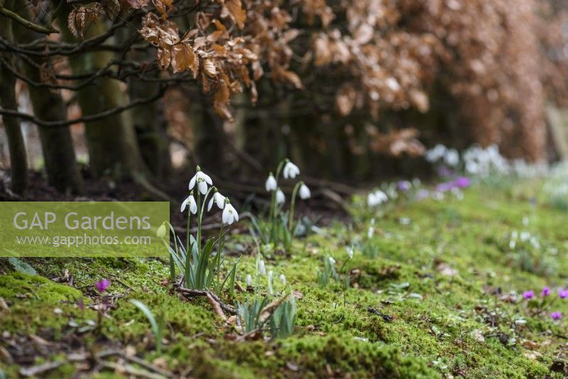 Snowdrops and cyclamen below the beech hedge of The Allee at York Gate Garden in February