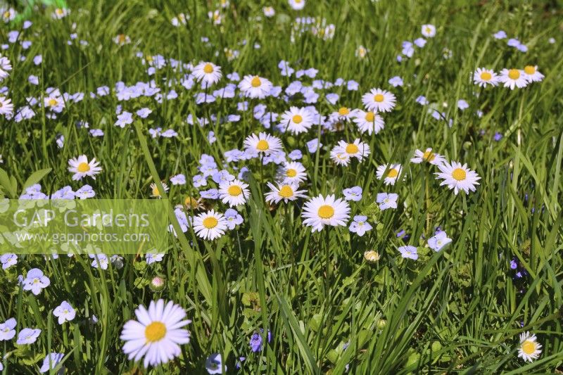 Wildflower meadow with Veronica persica- common field - speedwell and Bellis Parennis - daisies.