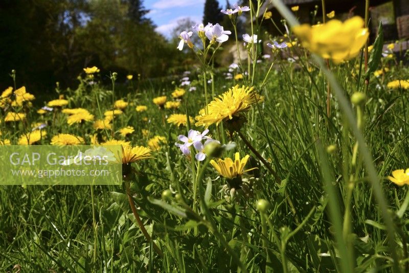 Taraxacum officinale - Dandelion and Cardamine pratensis in meadow. April