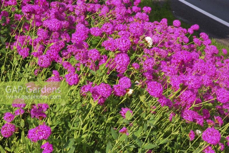 Silene orientalis - Abundantly group with deep pink flowers . July