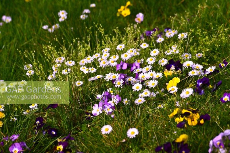 Viola tricolor with Bellis perennis - daisy growing in a lawn.