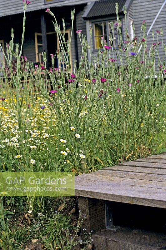 Agrostemma githago - corncockle, Leucanthemum vulgare - ox-eye daisy and Centaurea cyanus - cornflower by wooden decking.