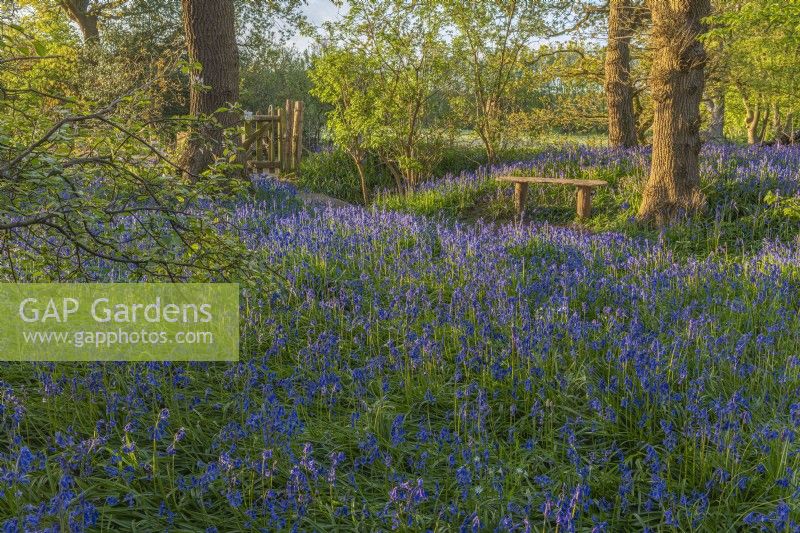 View of a woodland edge carpeted with Hyacinthoides non-scripta in Spring - April