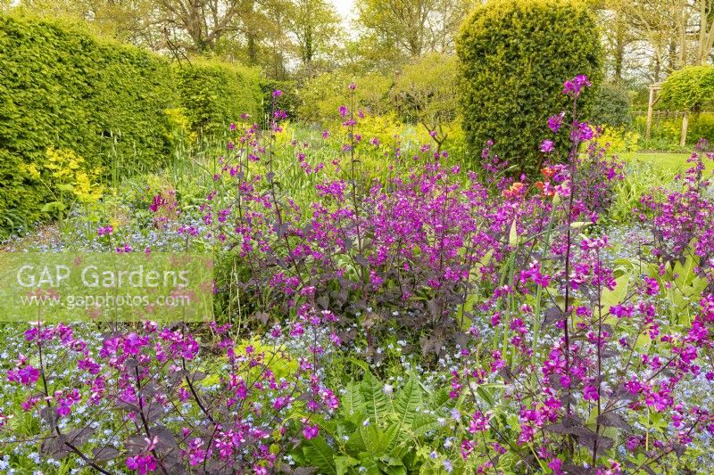 Lunaria annua 'Chedglow' flowering with Myosotis sylvatica in an informal country cottage garden border in Spring - April