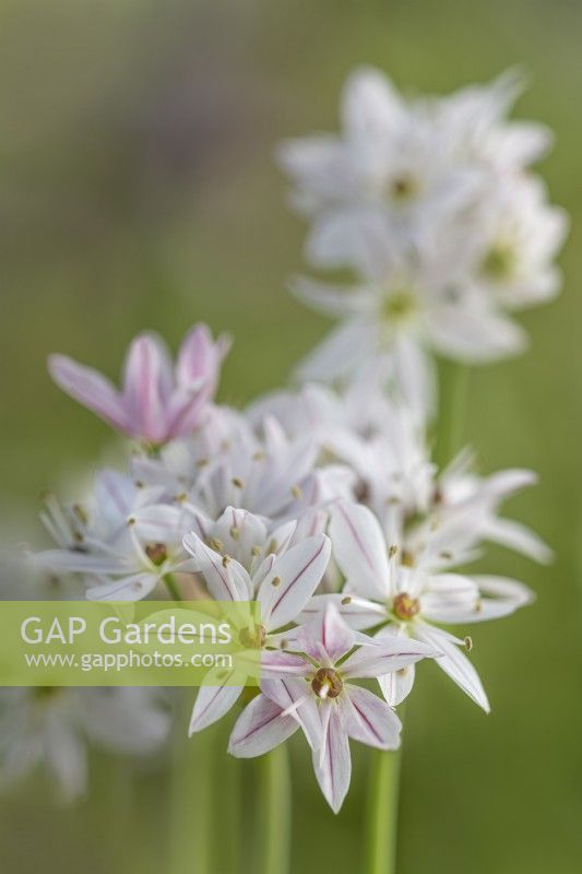 Allium trifoliatum 'Cameleon' flowering in Spring - April