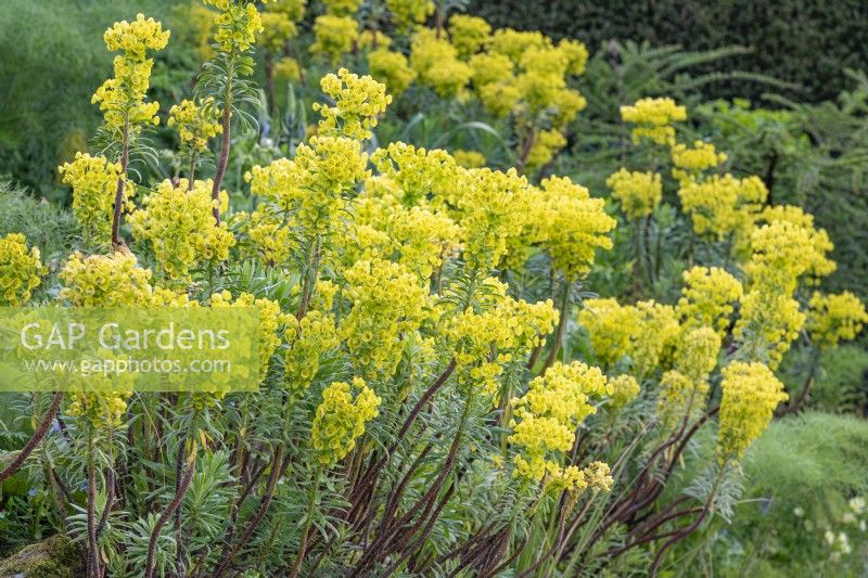 Euphorbia characias flowering in a border in Spring - April