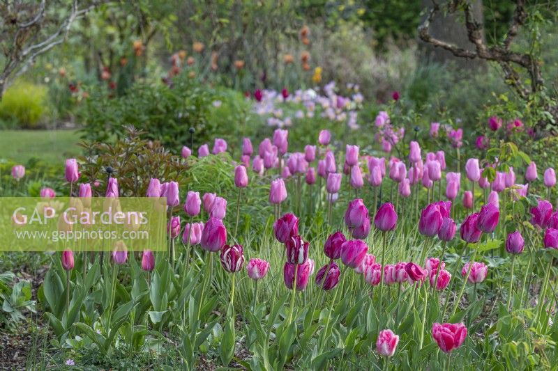 Tulipa 'Mistress' and  'Don Quichotte' flowering in an informal border in Spring - April