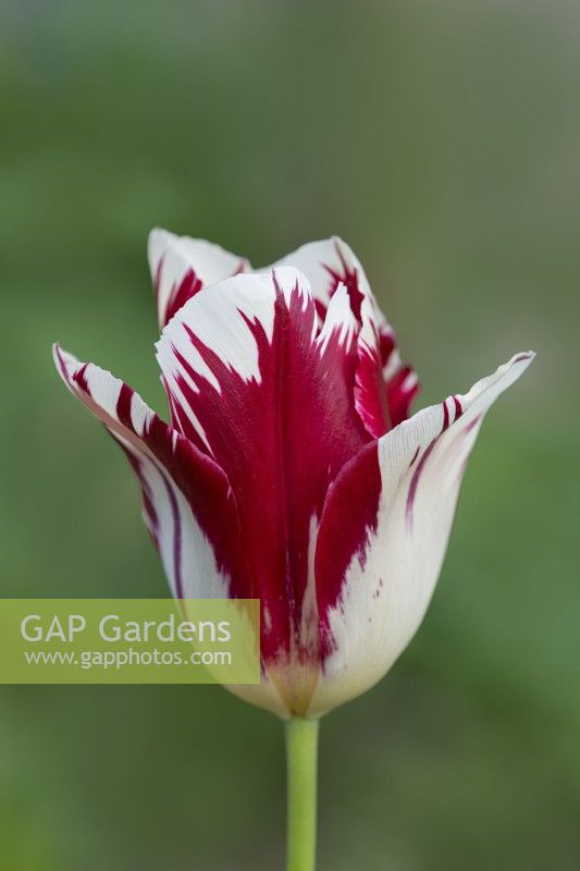 Tulipa 'Grand Perfection' flowering in Spring - April