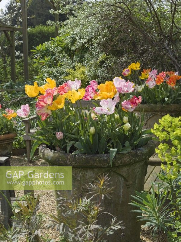 Tulipa - mixed tulips in  old terracotta container