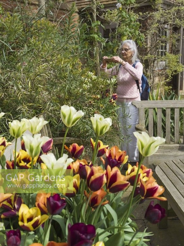 Woman taking photographs in spring garden with tulips