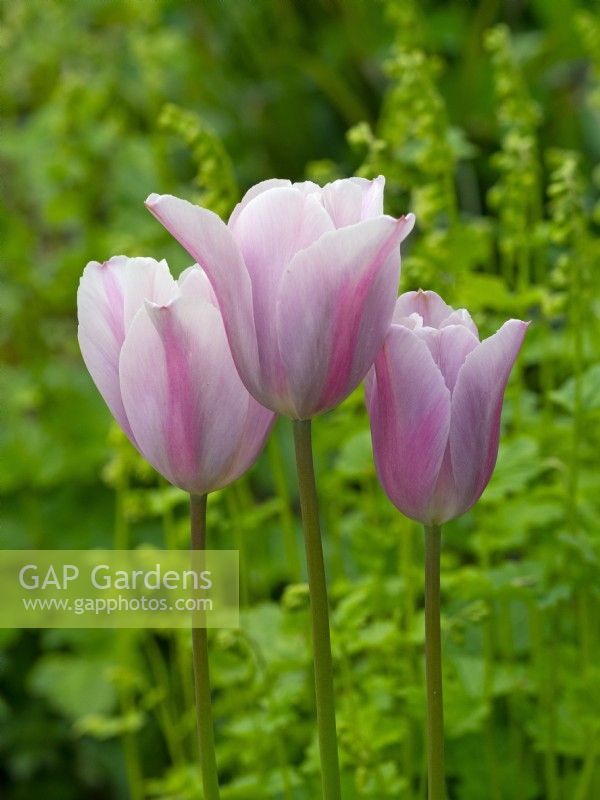 Tulipa 'Mistress Mystic'  April  Spring
