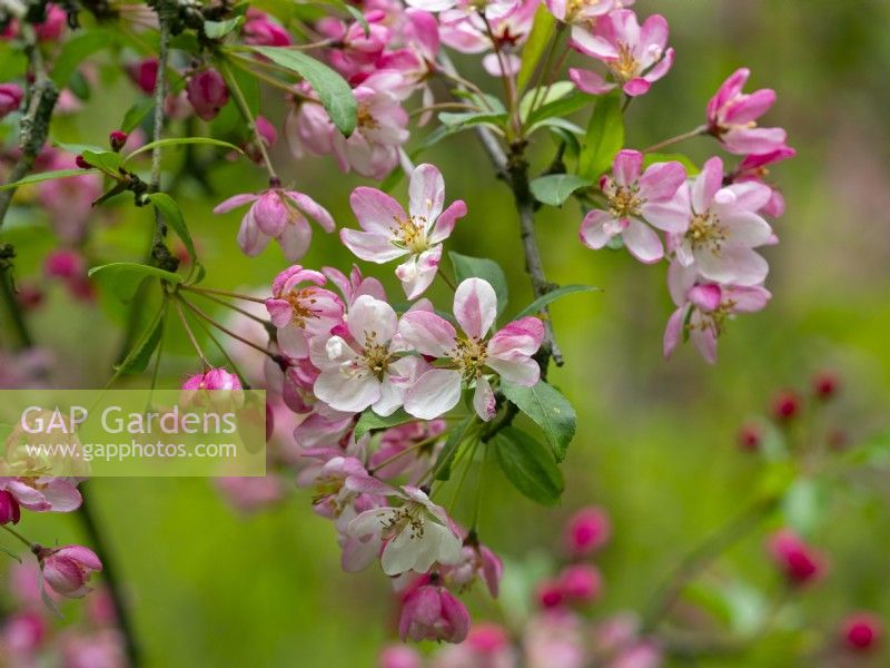 Malus 'Hillieri' in flower April  Spring