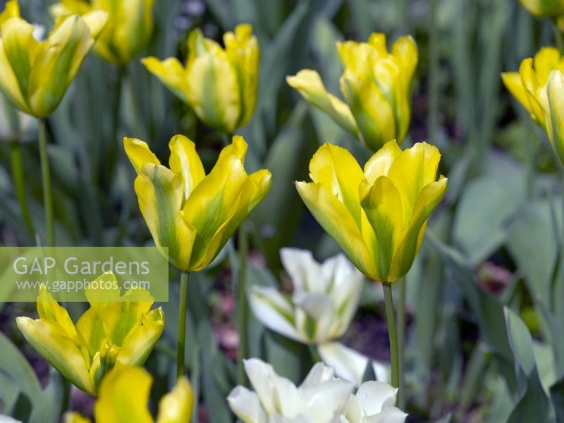Tulipa 'Spring Green'   April  Spring