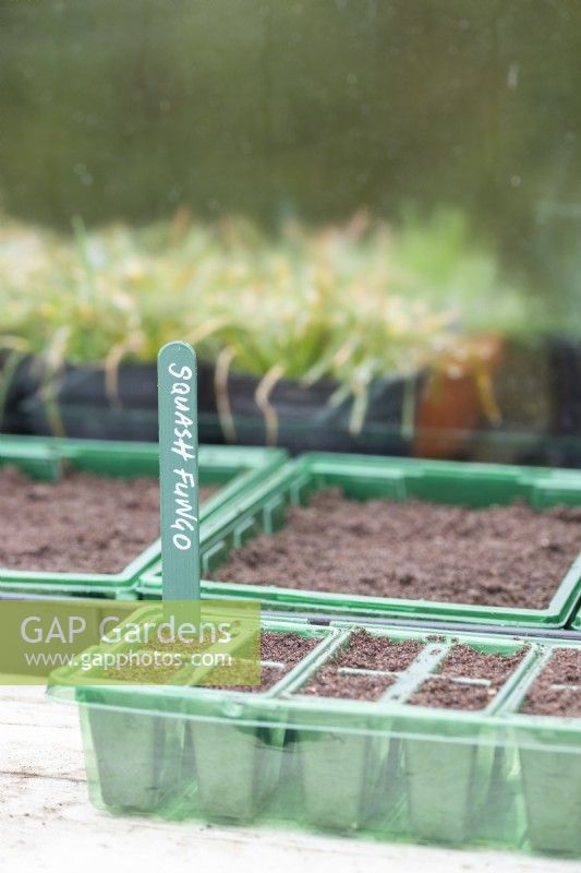 Seed tray with Squash 'Fungo' label
