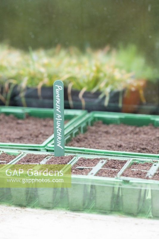 Seed tray with Squash 'Fungo' label