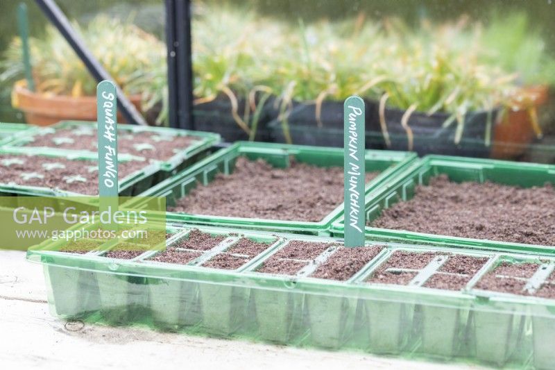 Seed tray with Squash 'Fungo' and Pumpkin 'Munchkin' labels