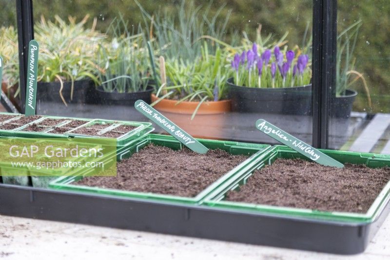 Seed trays with Phlox 'Twinkling Beauty' and Angelica - Wild Celery labels