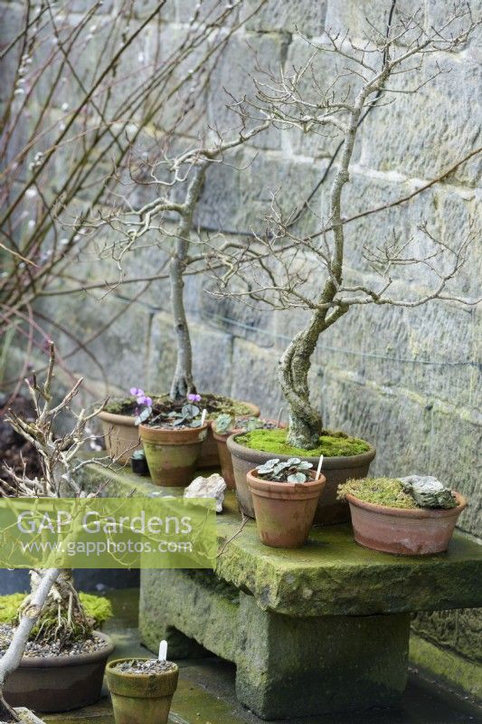 Arrangement of pots planted with deciduous trees and cyclamen on a stone table at York Gate Garden in February
