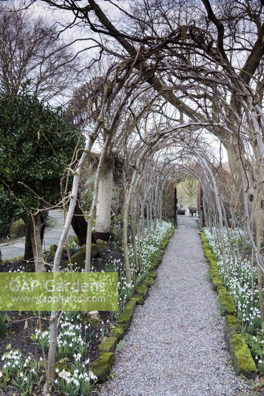 Hazel tunnel underplanted with snowdrops at York Gate Garden in February