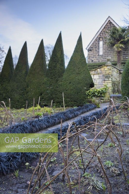 Hazel supports for herbaceous plants at York Gate Garden in February