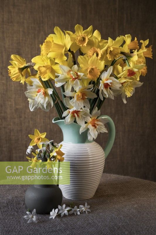 Still life of spring flowers including common daffodils, Narcissus 'Feu de Joie', Scilla luciliae 'Alba' and Narcissus 'Tete-a-tete' arranged in jugs.