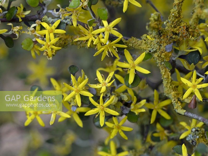 Corokia cotoneaster - Wire Netting Bush May Spring
