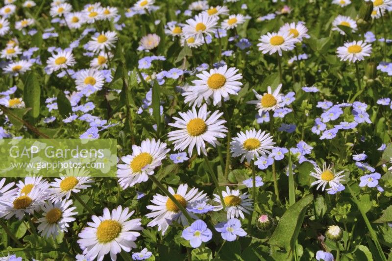 Wildflower meadow with Bellis Perennis-daisies and  Veronica persica- common field-speedwell.