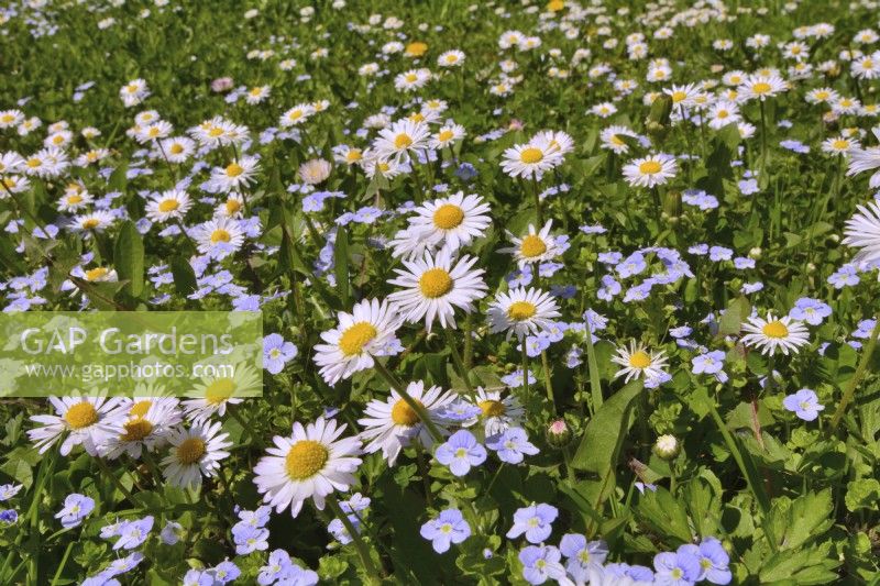 Wildflower meadow with Bellis Perennis - daisies and  Veronica persica - common field - speedwell.