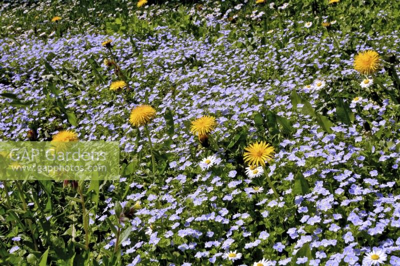 Wildflower meadow with Veronica persica - common field - speedwell, Taraxacum officinale - Dandelion and Bellis Perennis - daisies. 