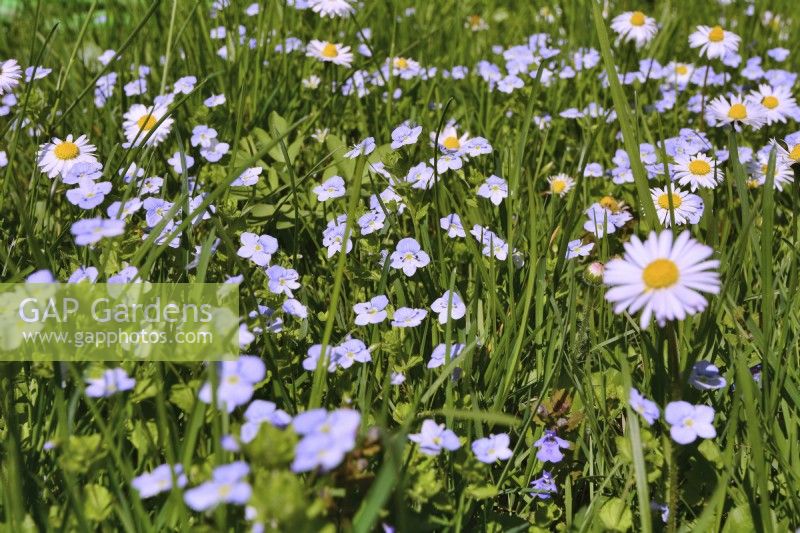 Wildflower meadow with Veronica persica - common field-speedwell and Bellis Perennis - daisies.