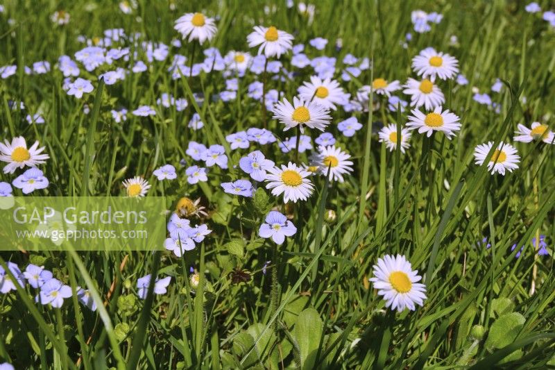 Wildflower meadow with Veronica persica - common field - speedwell and Bellis Perennis - daisies.