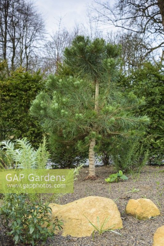 A pine in the Sunken Garden at York Gate in February