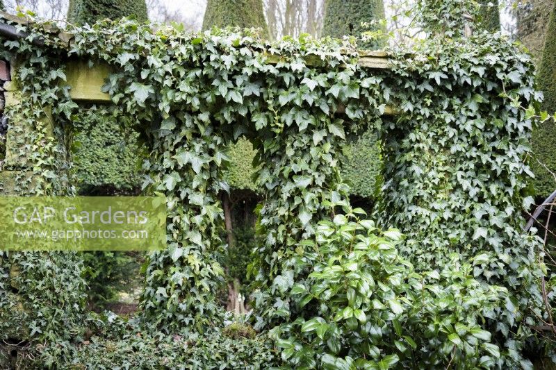 Stone divider clothed with ivy at York Gate Garden in February