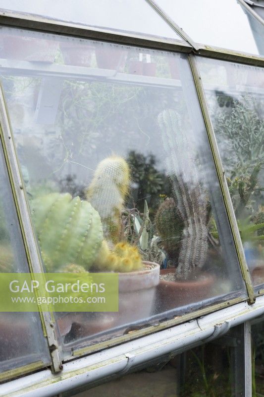 Pots of cacti in the glasshouse at York Gate Garden in February