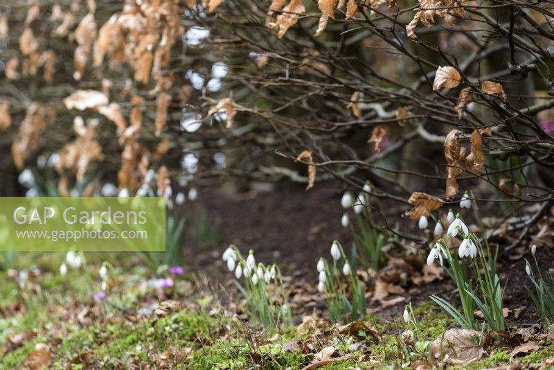 Snowdrops below the beech hedge of The Allee at York Gate Garden in February