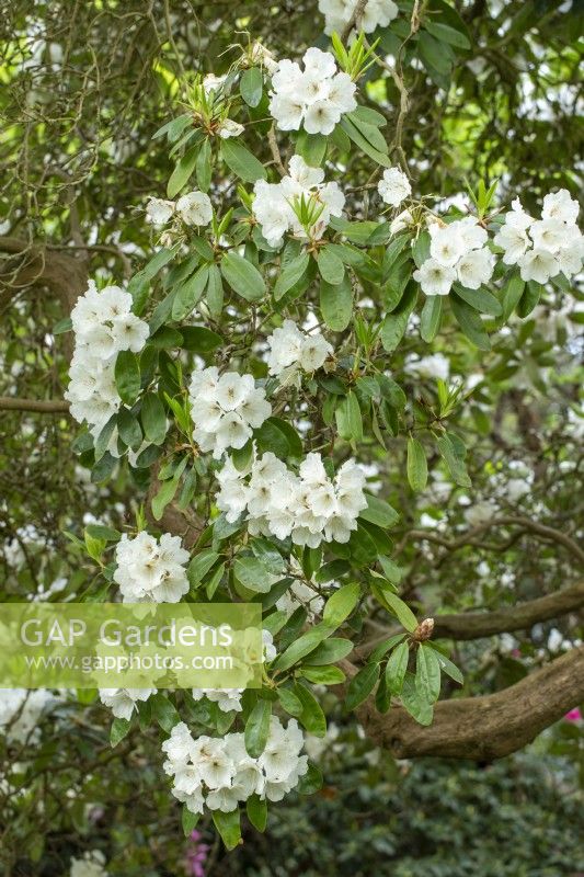 Rhododendron 'Mount Everest' - in Spring