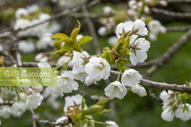 Prunus 'Shirotae' - in Spring