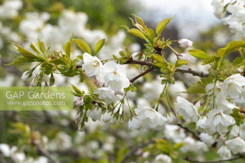 Prunus serrulata - in Spring